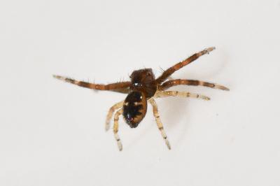 <i>Synema globosum</i>
