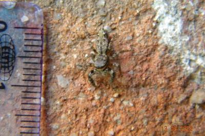 <i>Marpissa muscosa</i>