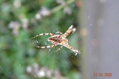 <i>Araneus diadematus</i>
