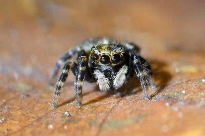 <i>Pseudeuophrys erratica</i>