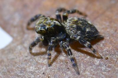 <i>Pseudeuophrys erratica</i>