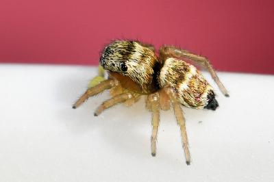 <i>Heliophanus</i>
