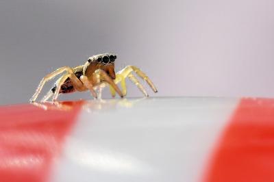 <i>Heliophanus</i>