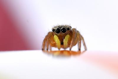 <i>Heliophanus</i>