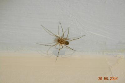 <i>Scytodes thoracica</i>