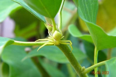<i>Misumena vatia</i>