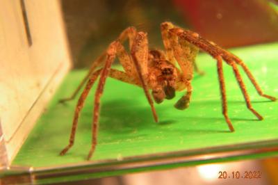 <i>Zoropsis spinimana</i>