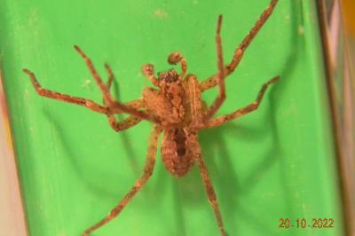 <i>Zoropsis spinimana</i>