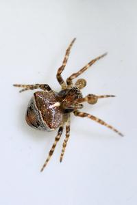 <i>Gibbaranea bituberculata</i>