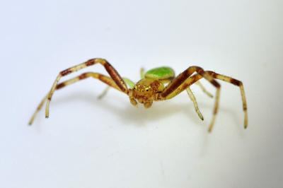 <i>Ebrechtella tricuspidata</i>