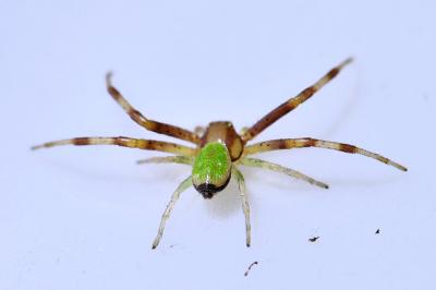 <i>Ebrechtella tricuspidata</i>