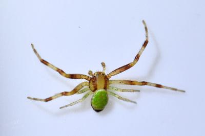 <i>Ebrechtella tricuspidata</i>