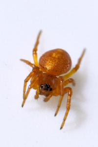 <i>Cercidia prominens</i>