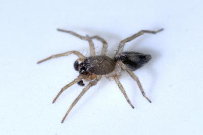 <i>Porrhoclubiona leucaspis</i>
