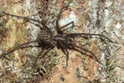 <i>Eratigena saeva</i>