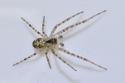 <i>Metellina segmentata</i>