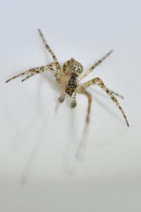 <i>Metellina segmentata</i>