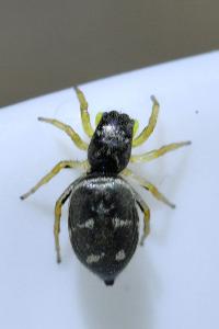 <i>Heliophanus</i>