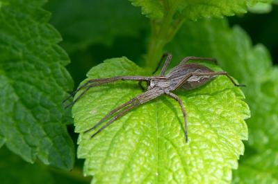 <i>Pisaura mirabilis</i>