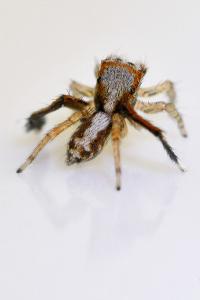 <i>Saitis barbipes</i>