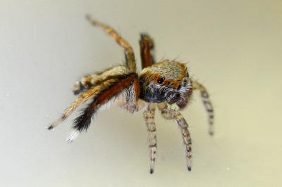 <i>Saitis barbipes</i>
