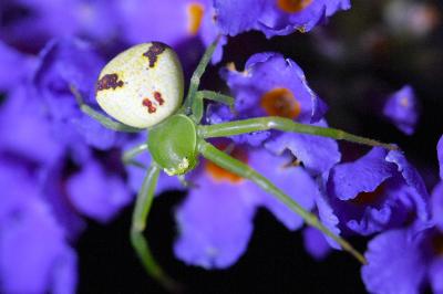 <i>Ebrechtella tricuspidata</i>