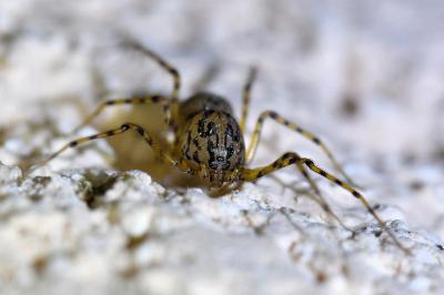 <i>Scytodes thoracica</i>