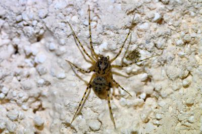 <i>Scytodes thoracica</i>