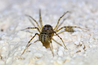 <i>Scytodes thoracica</i>