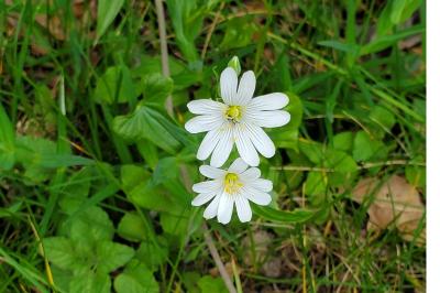 <i>Rabelera holostea</i>
