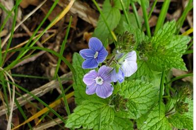 <i>Veronica chamaedrys</i>