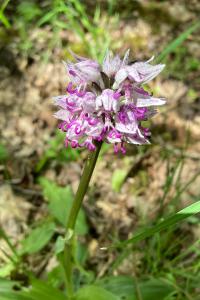 <i>Orchis simia</i>