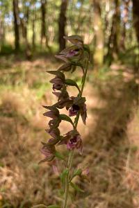 <i>Epipactis helleborine</i>