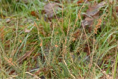 <i>Erica vagans</i>