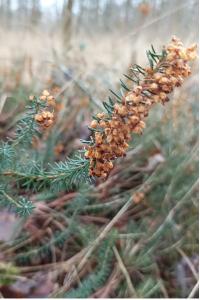 <i>Erica vagans</i>