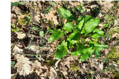 <i>Arum italicum</i>