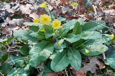 <i>Primula vulgaris</i>