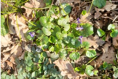 <i>Viola odorata</i>