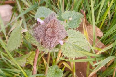 <i>Lamium purpureum</i>