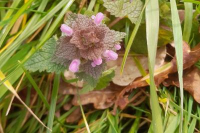 <i>Lamium purpureum</i>