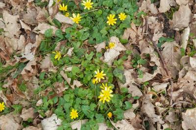 <i>Ficaria verna</i>