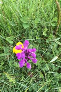 <i>Anacamptis morio</i>