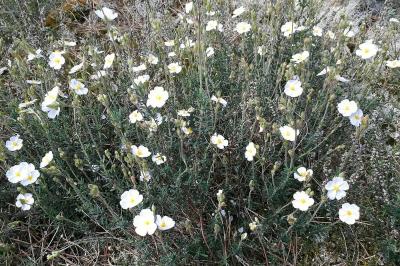 <i>Cistus umbellatus</i>