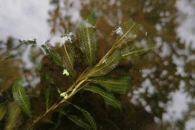 <i>Potamogeton praelongus</i>