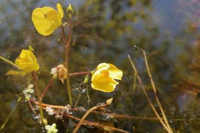<i>Utricularia neglecta</i>