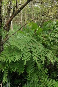 <i>Osmunda regalis</i>