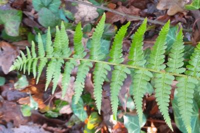 <i>Dryopteris filix-mas</i>
