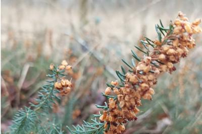 <i>Erica vagans</i>