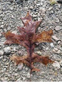 <i>Quercus rubra</i>