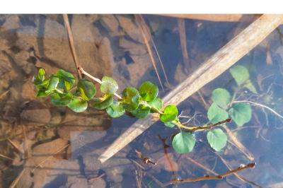 <i>Lysimachia nummularia</i>
